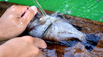 釣った魚の捌き方・鱗落とし１