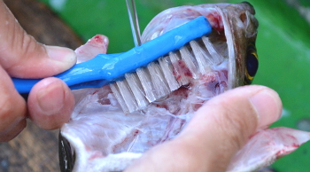 釣った魚の捌き方・洗う１