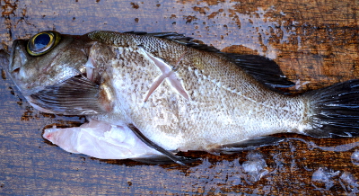 釣った魚の捌き方・煮付け編