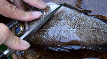釣った魚の捌き方・三枚おろし編１
