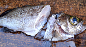 釣った魚の捌き方・三枚おろし編２