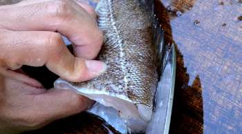 釣った魚の捌き方・三枚おろし編３