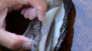 釣った魚の捌き方・三枚おろし編４