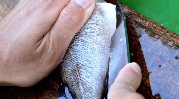釣った魚の捌き方・三枚おろし編６