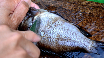 釣った魚の捌き方・鱗落とし２