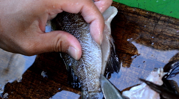 釣った魚の捌き方・三枚おろし編７