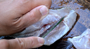 釣った魚の捌き方・三枚おろし編８