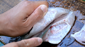 釣った魚の捌き方・三枚おろし編９