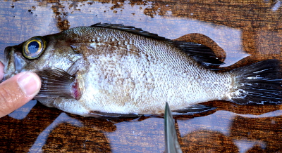 釣った魚の捌き方・鱗落とし完了