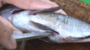 釣った魚の捌き方・お腹を開く１