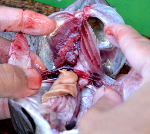 釣った魚の捌き方・お腹を開いた図