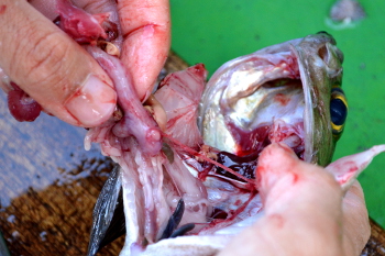 釣った魚の捌き方・内臓・エラ取り２