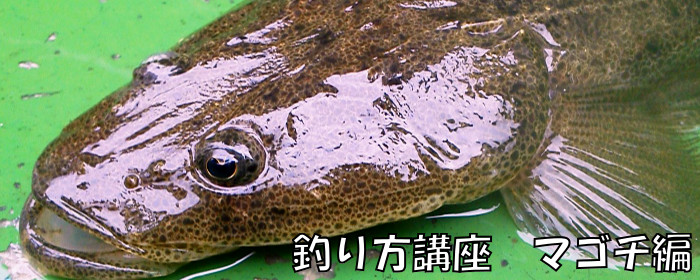 釣り方講座　～マゴチ編～