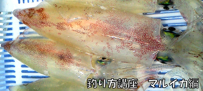 釣り方講座　～マルイカ編～