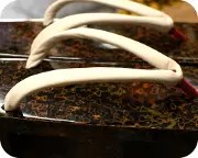 津軽塗相三味に白鞣し革花緒　花緒