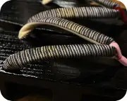 捌き芳町に西陣織花緒　花緒