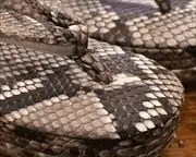 ニシキヘビ革丸草履　前壷