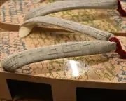 自作塗下駄に遠州綿紬花緒　花緒