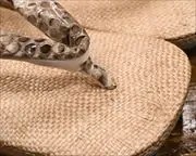 ケンマ草草履にニシキヘビ革花緒　前壷