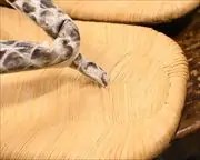 南部表雪駄にニシキヘビ革花緒　前壷