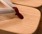相千両にぼかし福林花緒　前壷