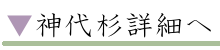 神代杉詳細へ