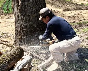 幹切１
