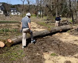 幹切１