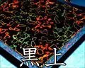 黒上・津軽塗真角